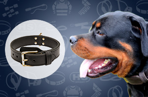 Rottweiler collar