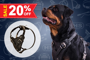 Nylon dog harness