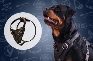 Rottweiler harness