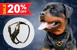 Nylon dog harness