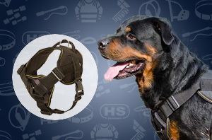 Rottweiler harness