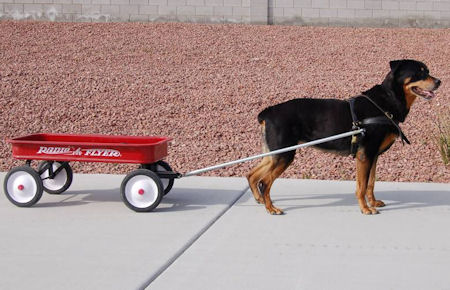 More dog stuff Page 2 Band Riders showthread page=2&t=