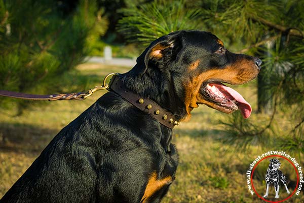 Rottweiler leather leash with duly riveted brass plated hardware for professional use
