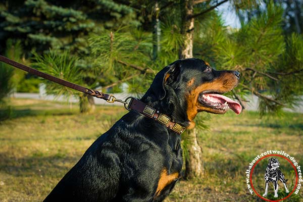 Rottweiler leather leash of high quality brass plated hardware for basic training