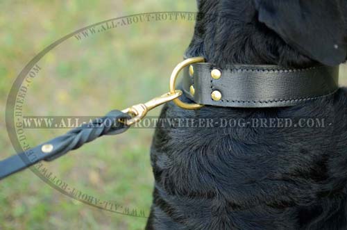 Rottweiler Durable Training Leather Collar