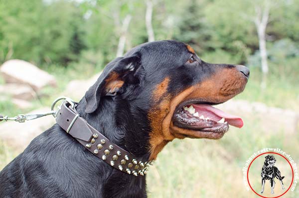 Decorated leather dog collar for Rottweiler