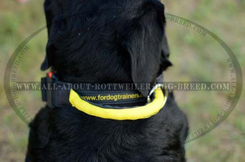 Easy Grab Round Handle on Effective Training Nylon Dog Collar
