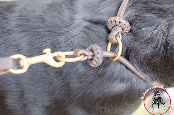 Leather Rottweiler choke collar with rust-free brass hardware