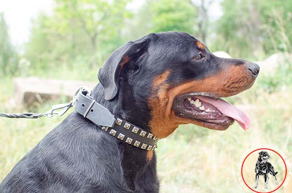 Stylish leather Rottweiler collar with 2 rows of studs