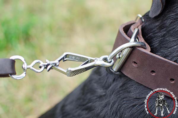 Leather Rottweiler collar with nickel plated fittings - close-up
