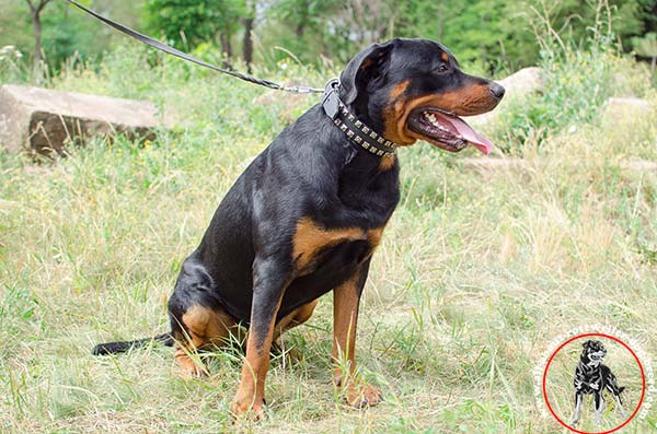 Exquisite leather Rottweiler collar with studs