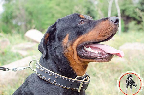 Finest leather Rottweiler collar with spikes