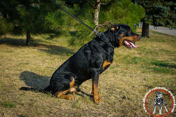 Handcrafted leather Rottweiler collar for walking