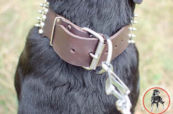 Lasting leather Rottweiler collar with nickel plated fittings