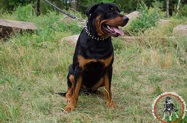Time-proof leather Rottweiler collar