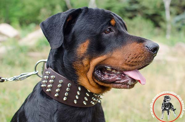 A-grade leather Rottweiler collar