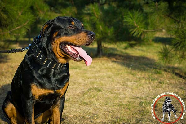 Hand-decorated leather Rottweiler collar