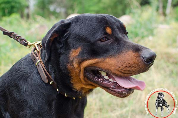 Designer leather Rottweiler collar with brass plated spikes