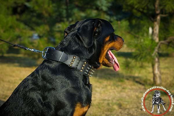 Leather Rottweiler collar with nickel plated fittings