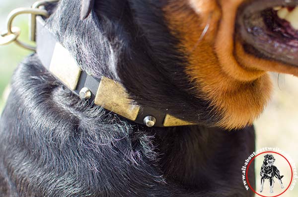 Stylish leather Rottweiler collar with rust-proof plates and pyramids