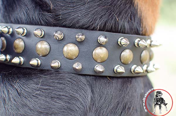 Stylish leather Rottweiler collar with spikes and half-spheres