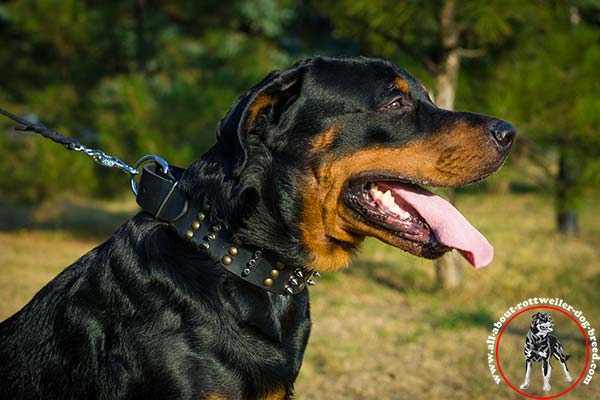 High quality leather canine collar for Rottweiler