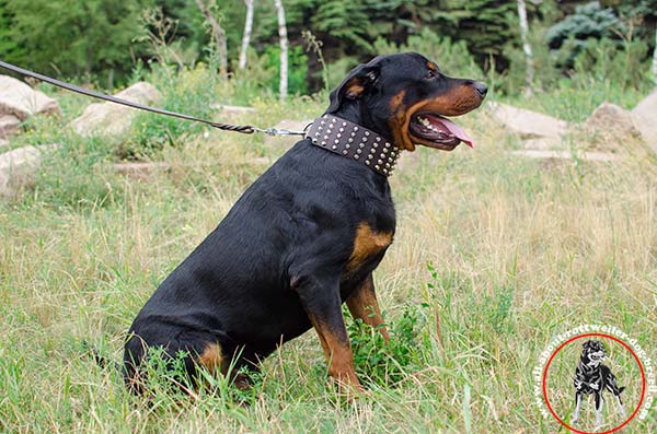 Handmade leather canine collar for Rottweiler 