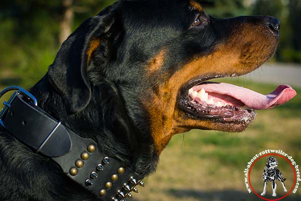 Leather canine collar for Rottweiler with embellishment