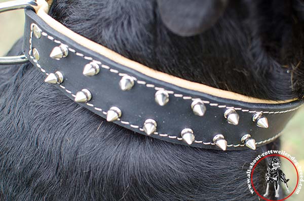 Astonishing leather canine collar for Rottweiler with 2 rows of spikes