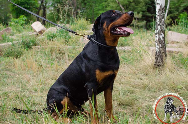 Stitched rounded leather choke collar for Rottweiler