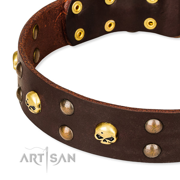 Daily leather dog collar for walking