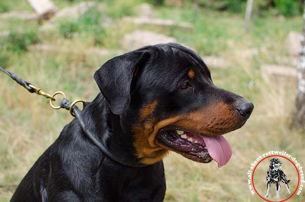 Reliable leather dog collar for Rottweiler with choking effect
