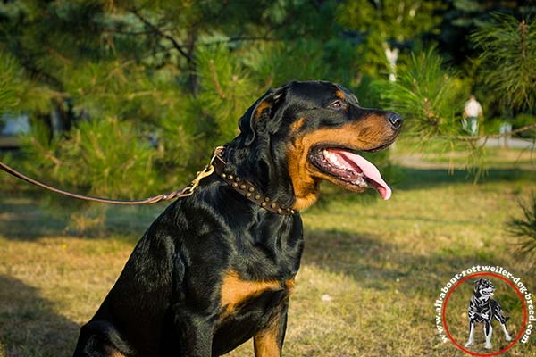 Classical leather dog collar for Rottweiler