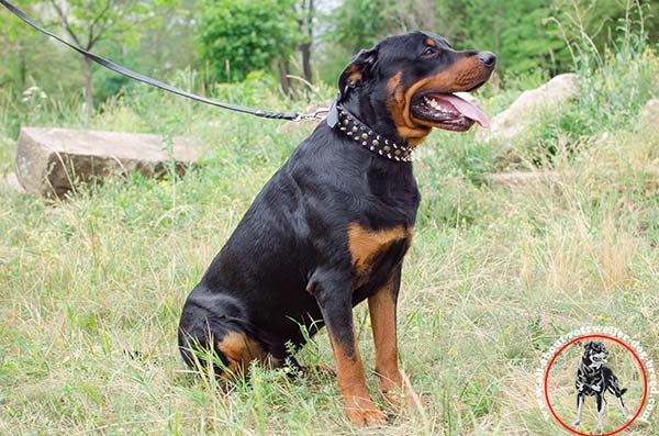 Adjustable leather dog collar for Rottweiler