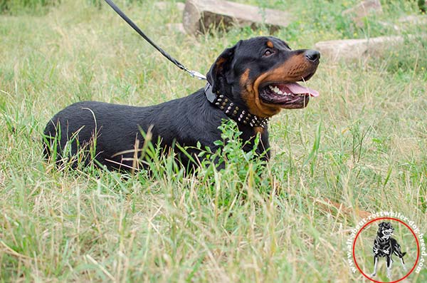 Dog safe leather dog collar for Rottweiler