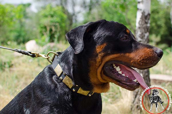 Well-made leather dog collar for Rottweiler