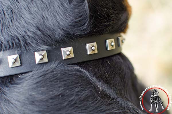 Leather dog collar for Rottweiler with nickel plated studs