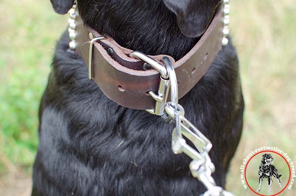 Strong leather dog collar for Rottweiler with nickel plated fittings