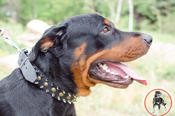 Stylish leather dog collar for Rottweiler with mixed adornment