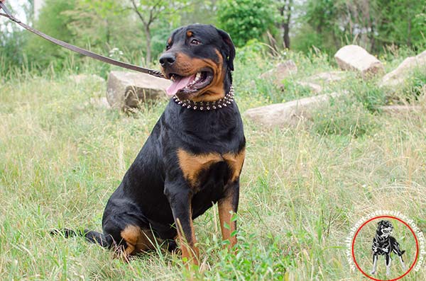Reliable leather dog collar for Rottweiler with riveted decoration