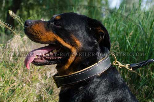 Incredible Rottweiler Breed Padded Leather Collar