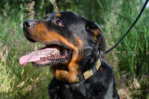 Rottweiler Exquisite Leather Collar with plates