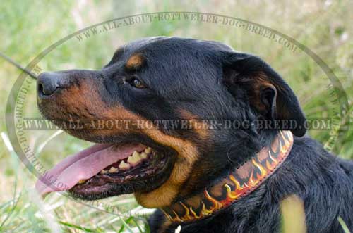 Rottweiler Exclusive Design Leather Collar with Flames