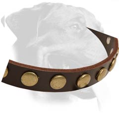 Perfect Rottweiler Leather Dog Collar