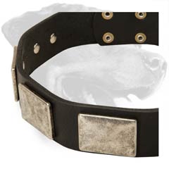 Wonderful Rottweiler Leather Dog Collar with plates