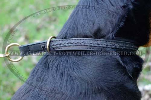 Close up of Rottweiler Dog Leather Choke Collar