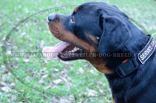 Nylon Rottweiler Collar with Patches for Effective Training