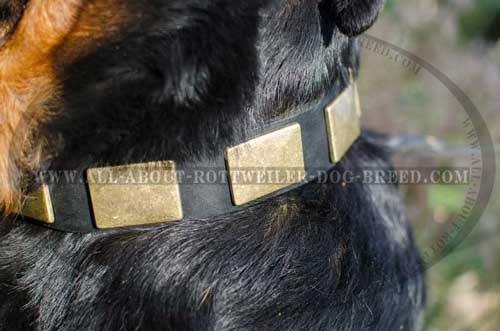 Marvelous Rottweiler Leather Collar with Brass Plates