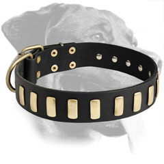 Rottweiler Breed Stylish Leather Collar with Plates