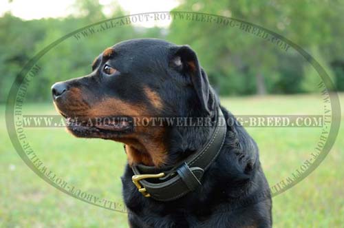 2 Ply Leather Dog Collar for Rottweiler Effective Training